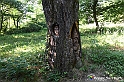 VBS_4797 - Il bosco fatato - Montaldo Roero